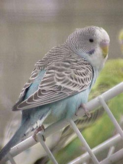 {short description of image}