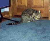 {short description of image}