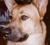 {short description of image}