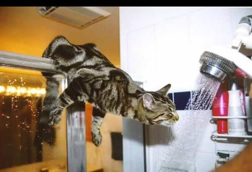 {short description of image}