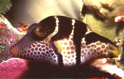 {short description of image}