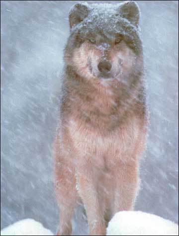 {short description of image}